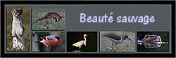 Titre ou description